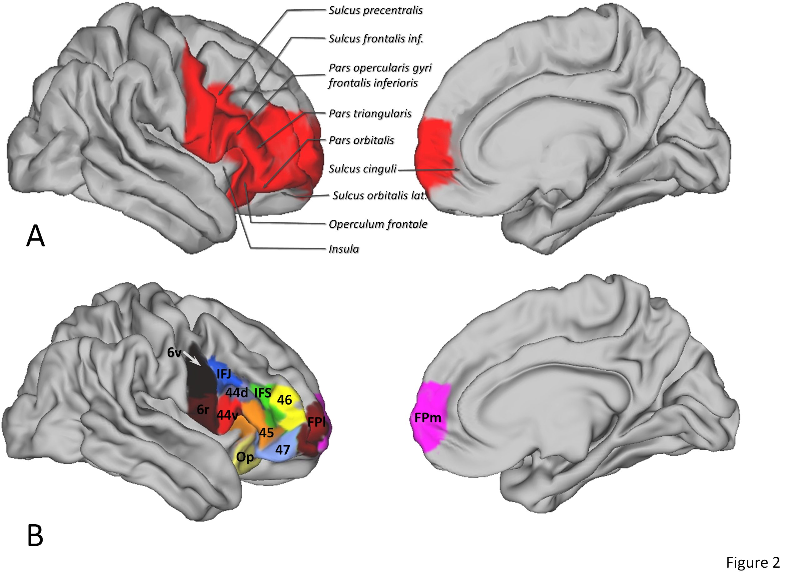 human-brain cortex from Oxford university research paper, archived from internet